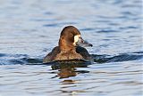 Lesser Scaupborder=